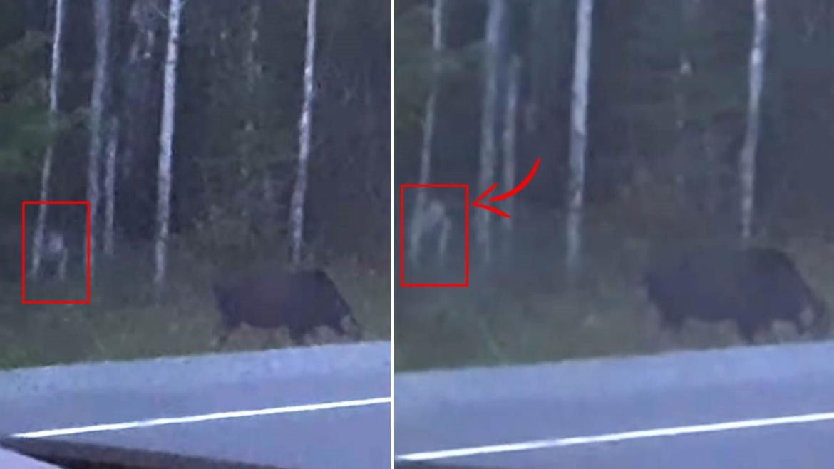 Graban misteriosa criatura en el bosque