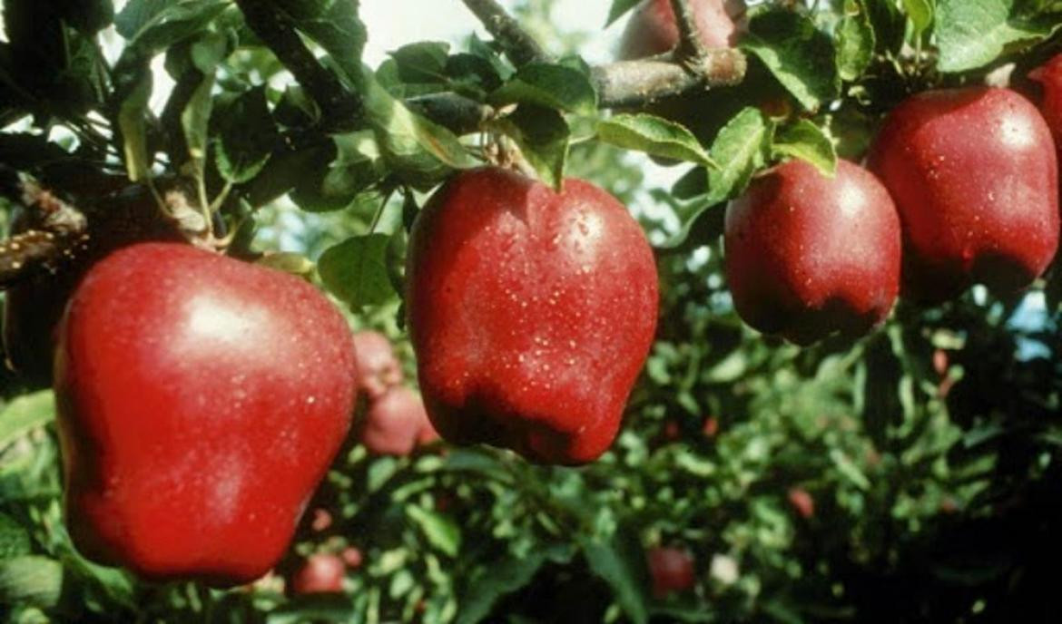 Manzanas