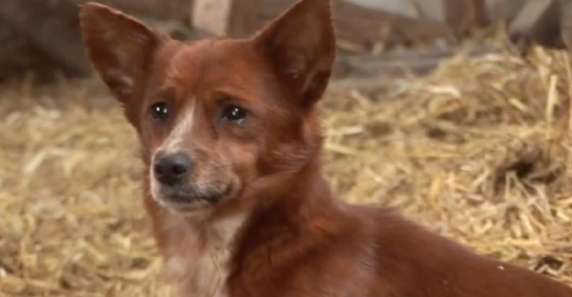 Perro que llora al separarse de una vaca