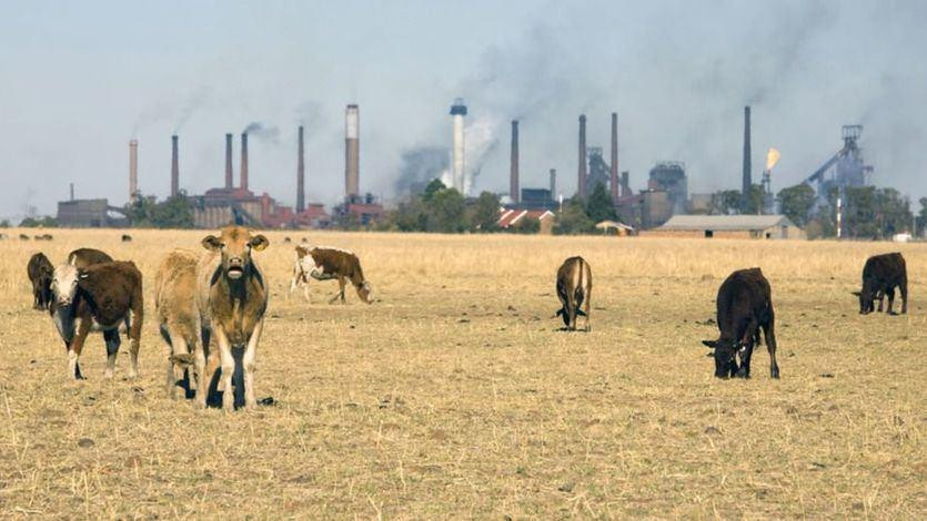 ONU, cambio climático, carne