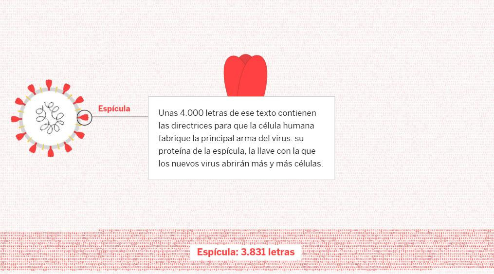 Coronavirus, las doce letras que cambiaron el mundo con el coronavirus: ccu cgg cgg gca	
