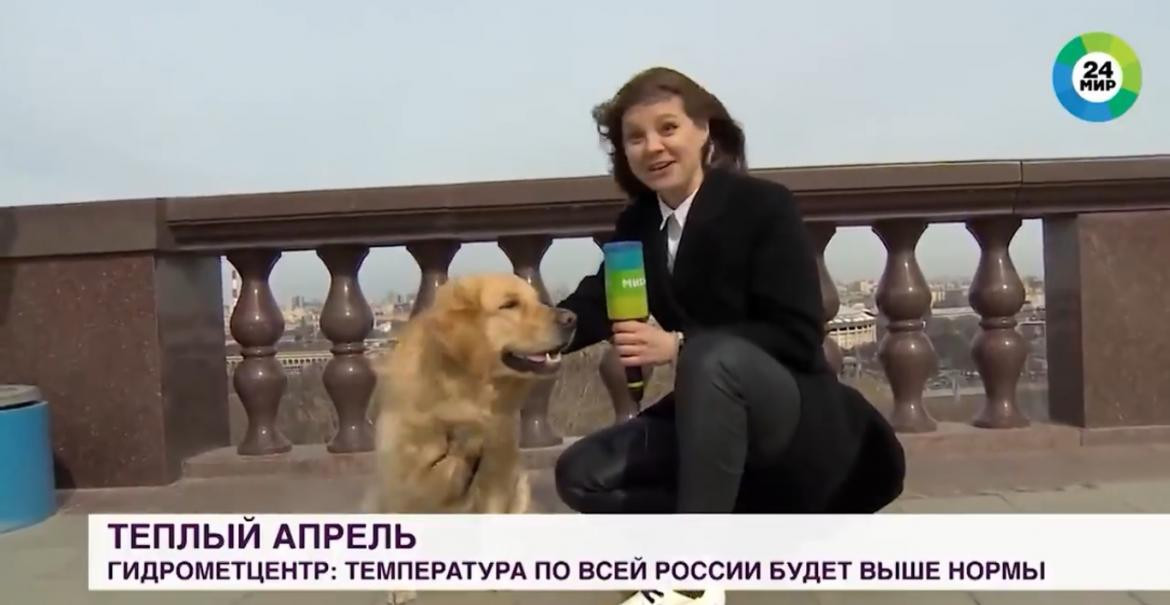 Perro le roba micrófono a la periodista