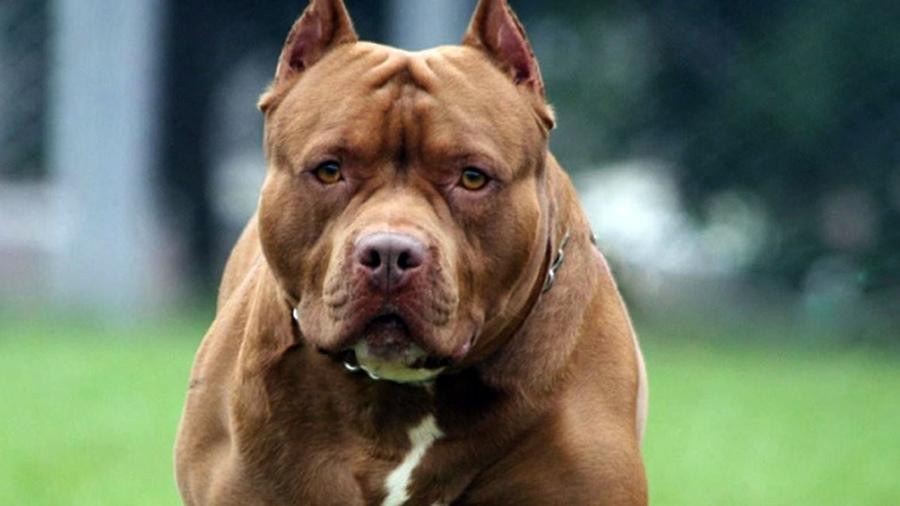 Pitbull Pitbull