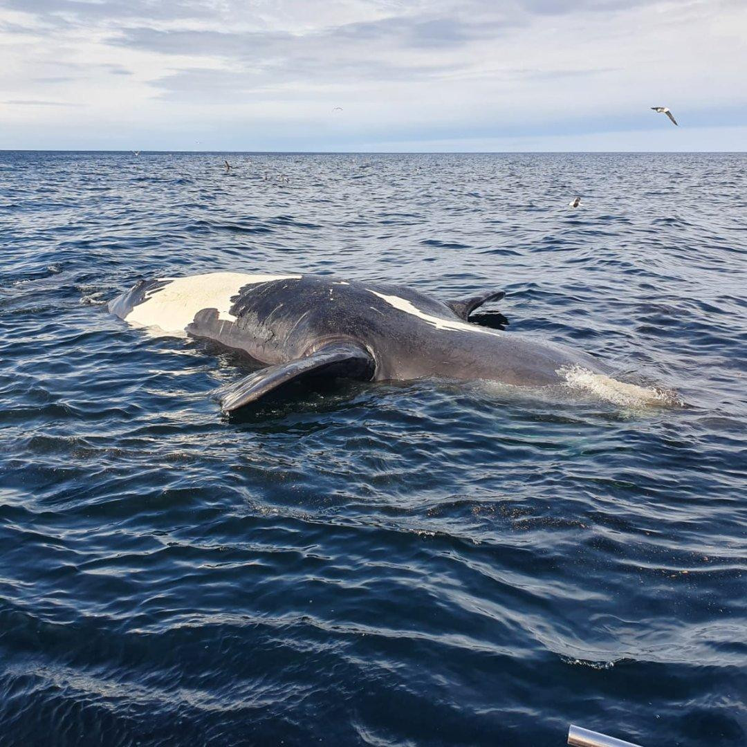 Ballenas muertas en Península Valdés. Foto: Télam