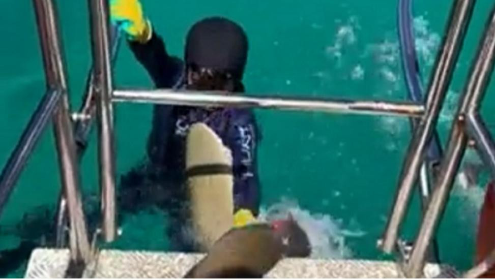 Niño atacado por un tiburón. Foto: NA