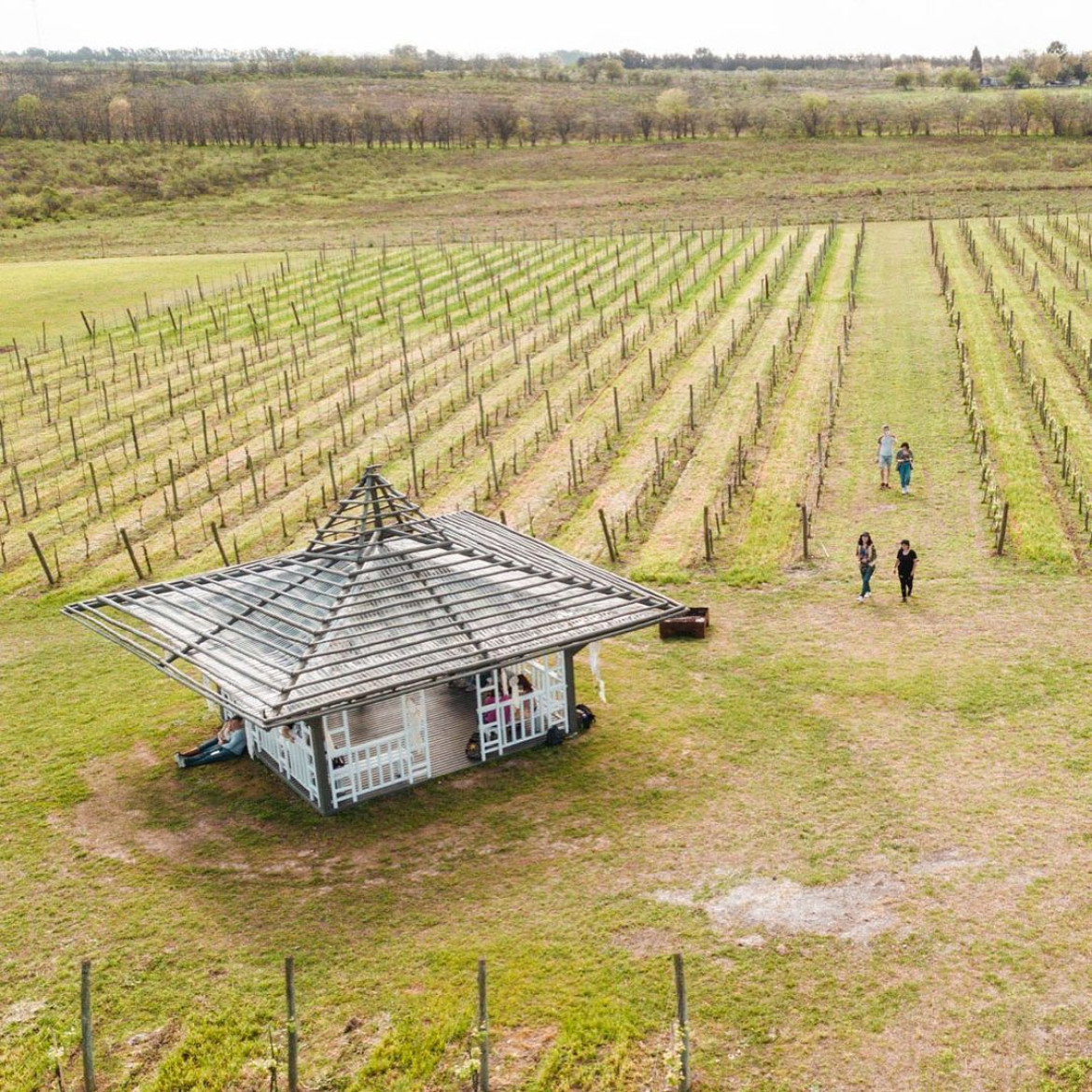 Foto viñedo - Foto @bodegagamboa oficial