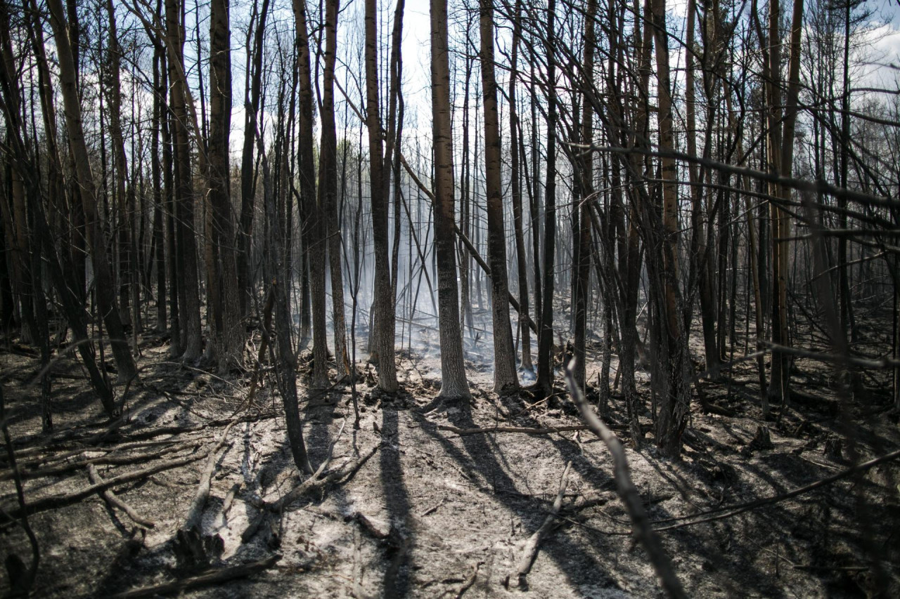 Récord de incendios forestales. Foto: EFE.