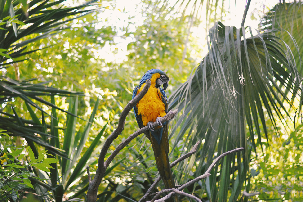 Selva amazónica. Foto Unsplash.