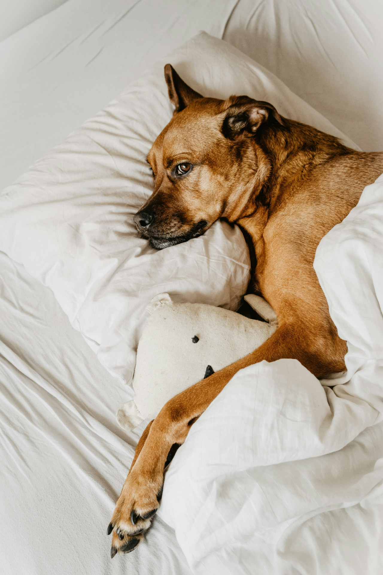 Perro. Foto Unsplash.