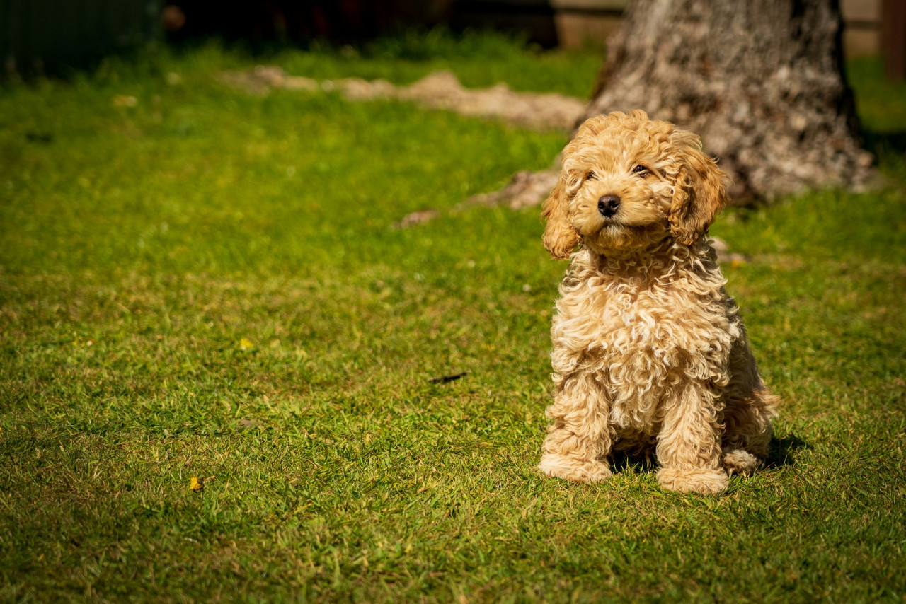 Caniche. Foto: Unsplash