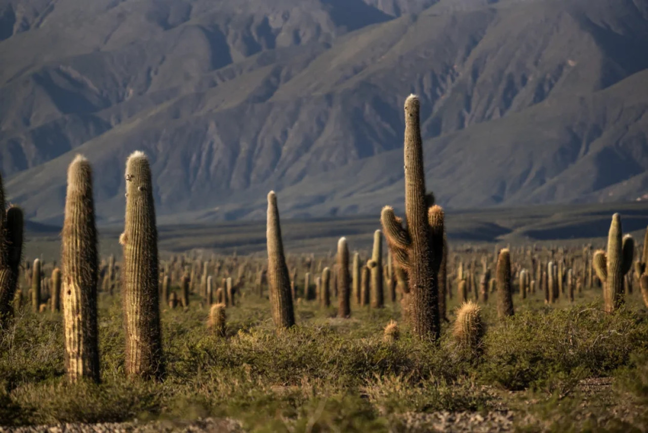Parque Nacional de los Cardones, Salta. Foto NA.