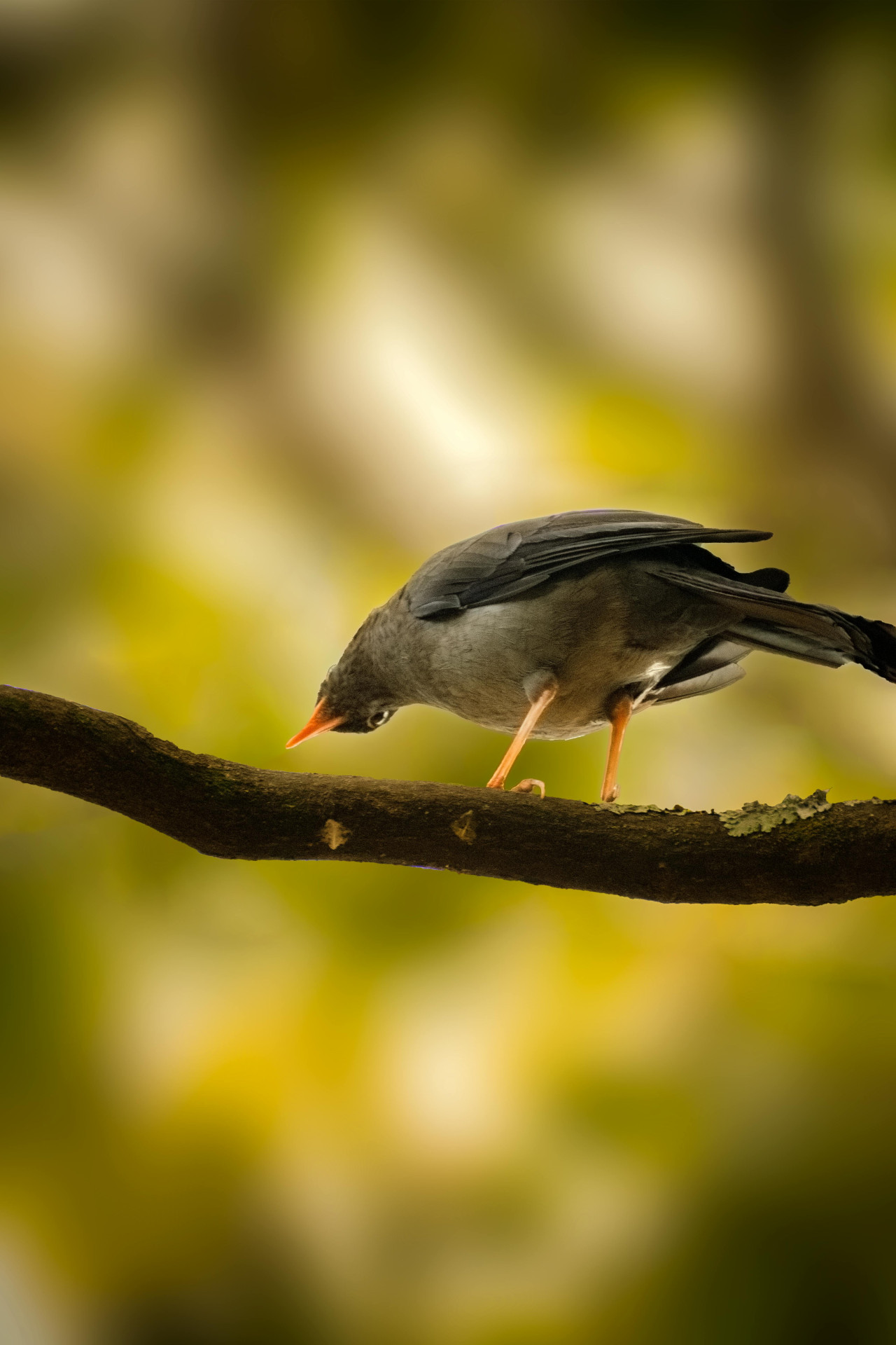 Aves, Colombia. Foto: Pexels