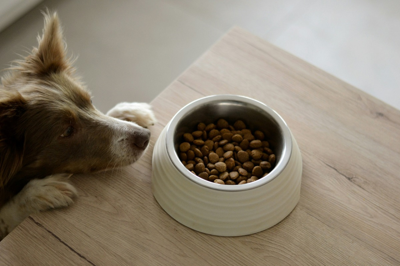 Perro; mascota. Foto: Unsplash.