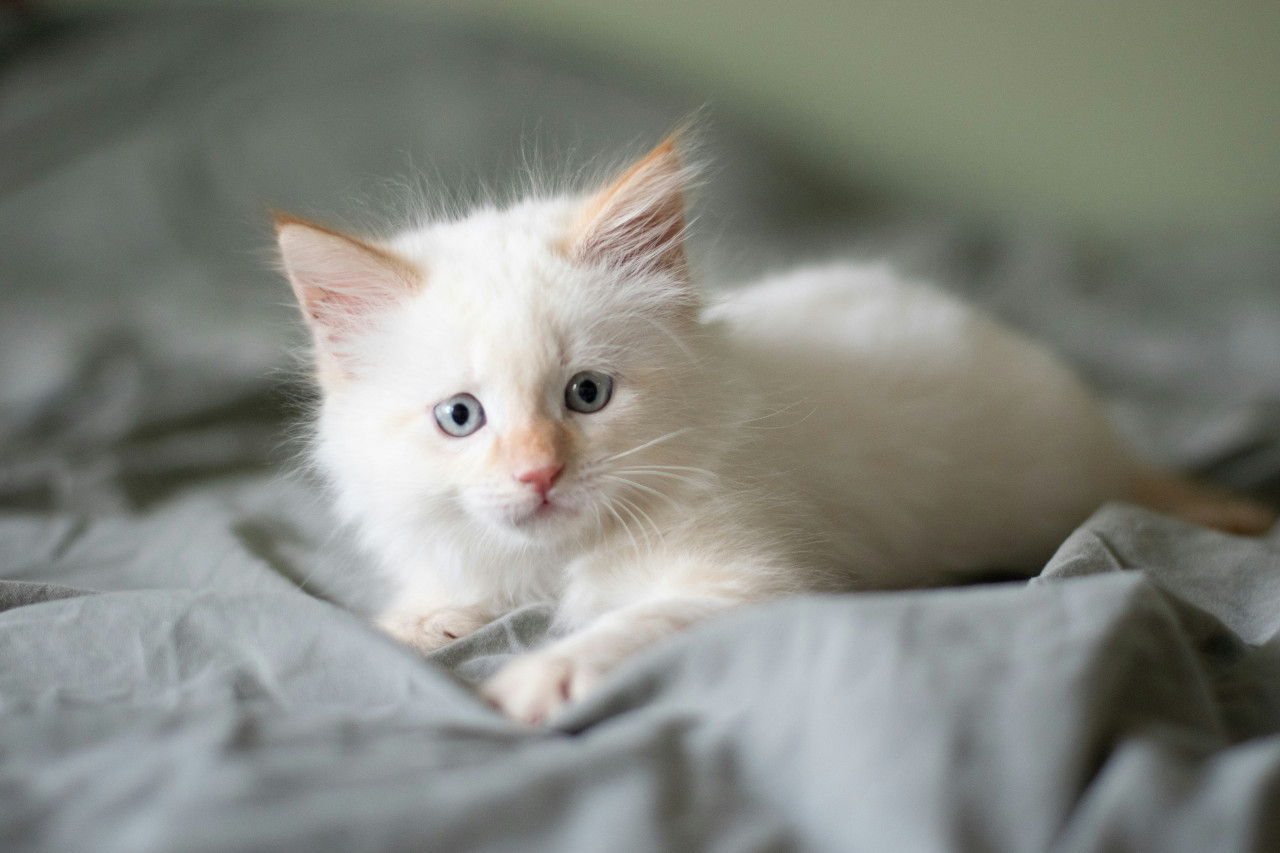 Gatos blancos. Foto Unsplash.