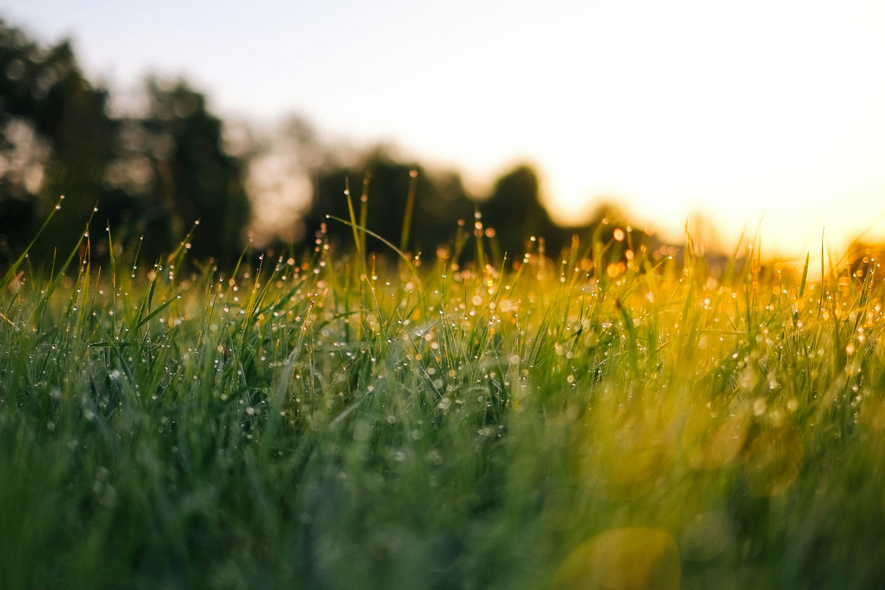 Césped; pasto; maleza. Foto: Unsplash