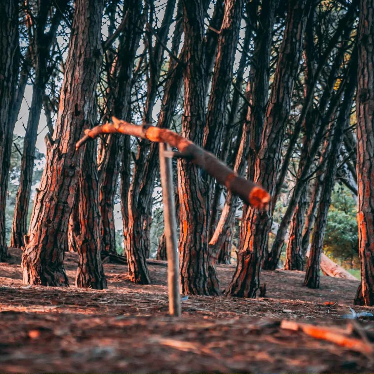 Bosque energético Miramar. Fuente: Turismo Miramar.