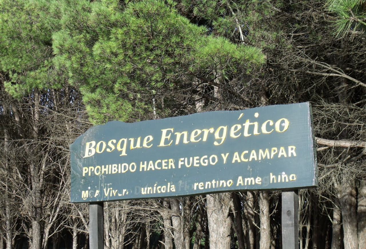 Bosque energético Miramar. Fuente: X