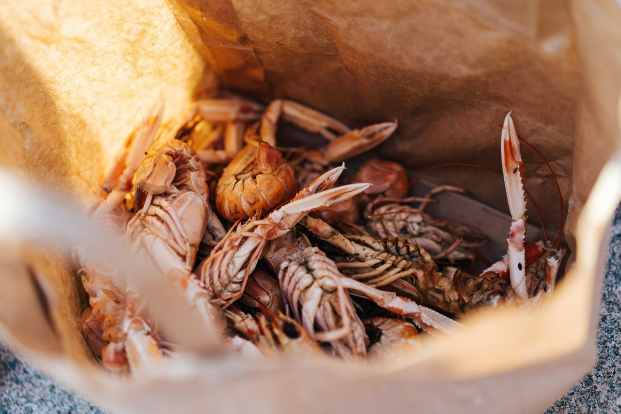 Mariscos. Foto: Unsplash.