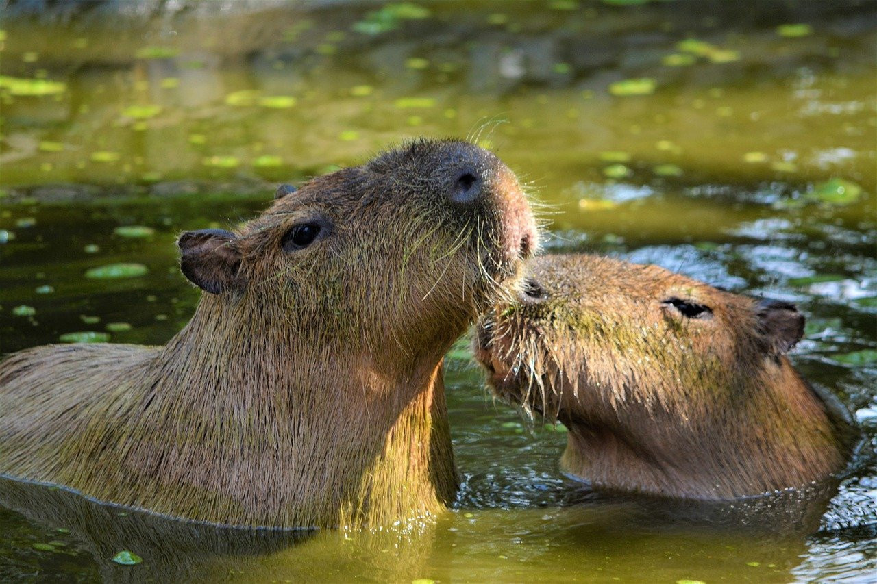 Carpinchos, animales. Foto: Pixabay.