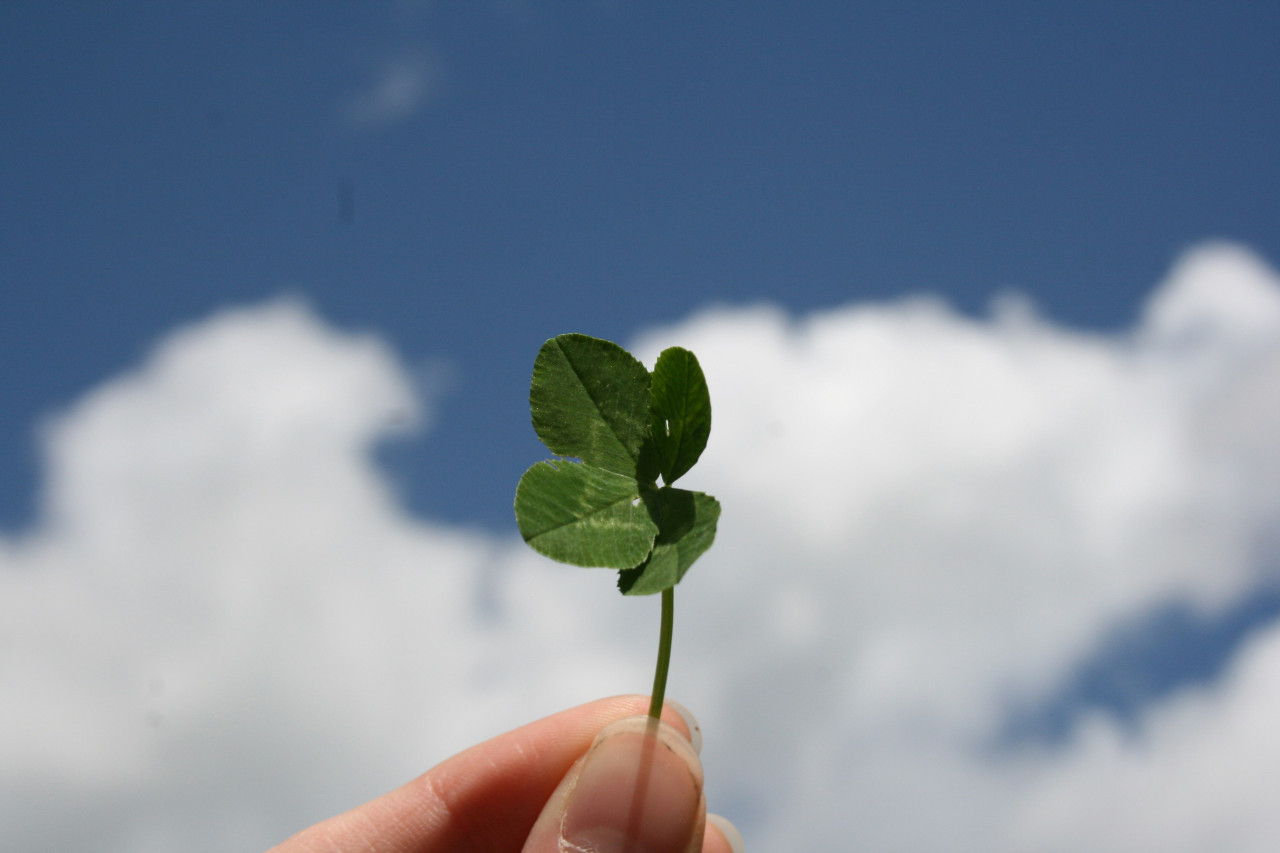 Trébol de 4 hojas, suerte. Foto: Unsplash