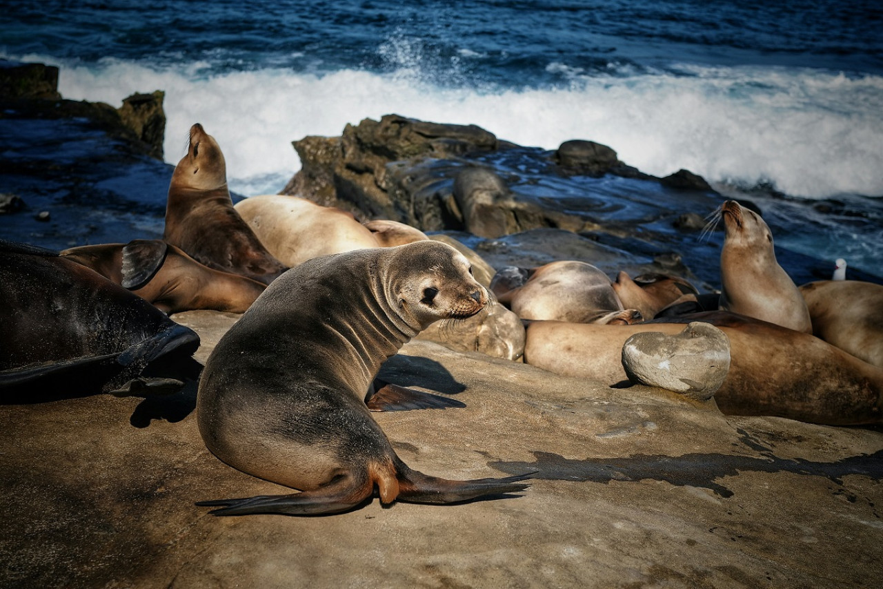 Lobos marinos. Foto: Unsplash.
