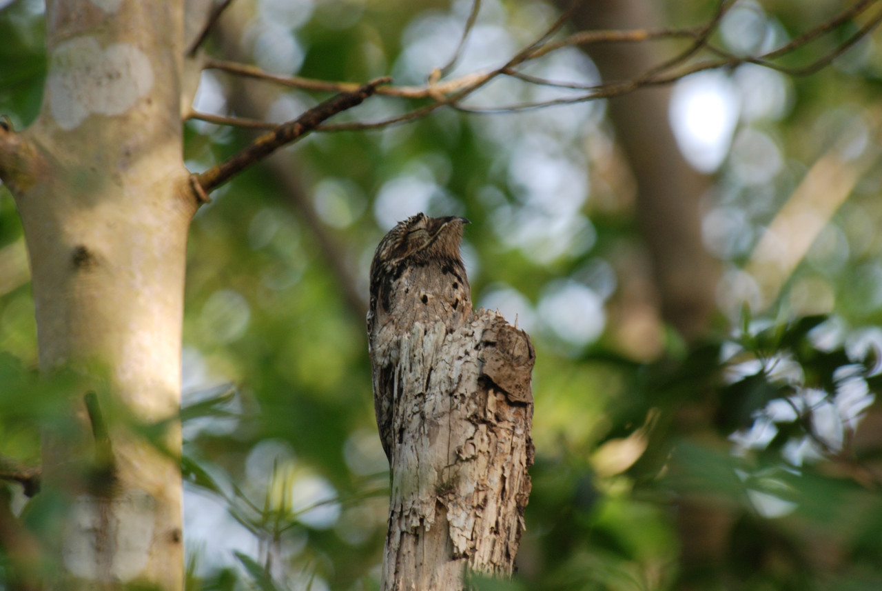 Urutaú, pájaro. Foto: Wikipedia.
