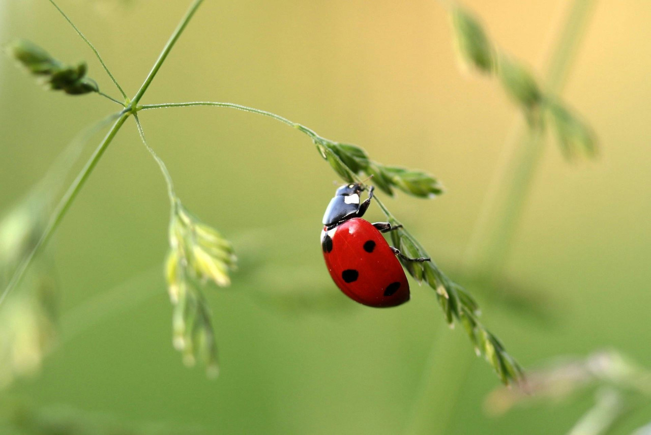 Mariquita. Foto: Pexels.