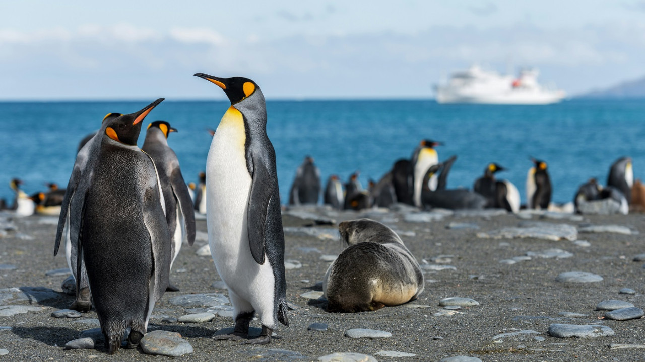 Pingüino; lobo marino. Foto: Unsplash.