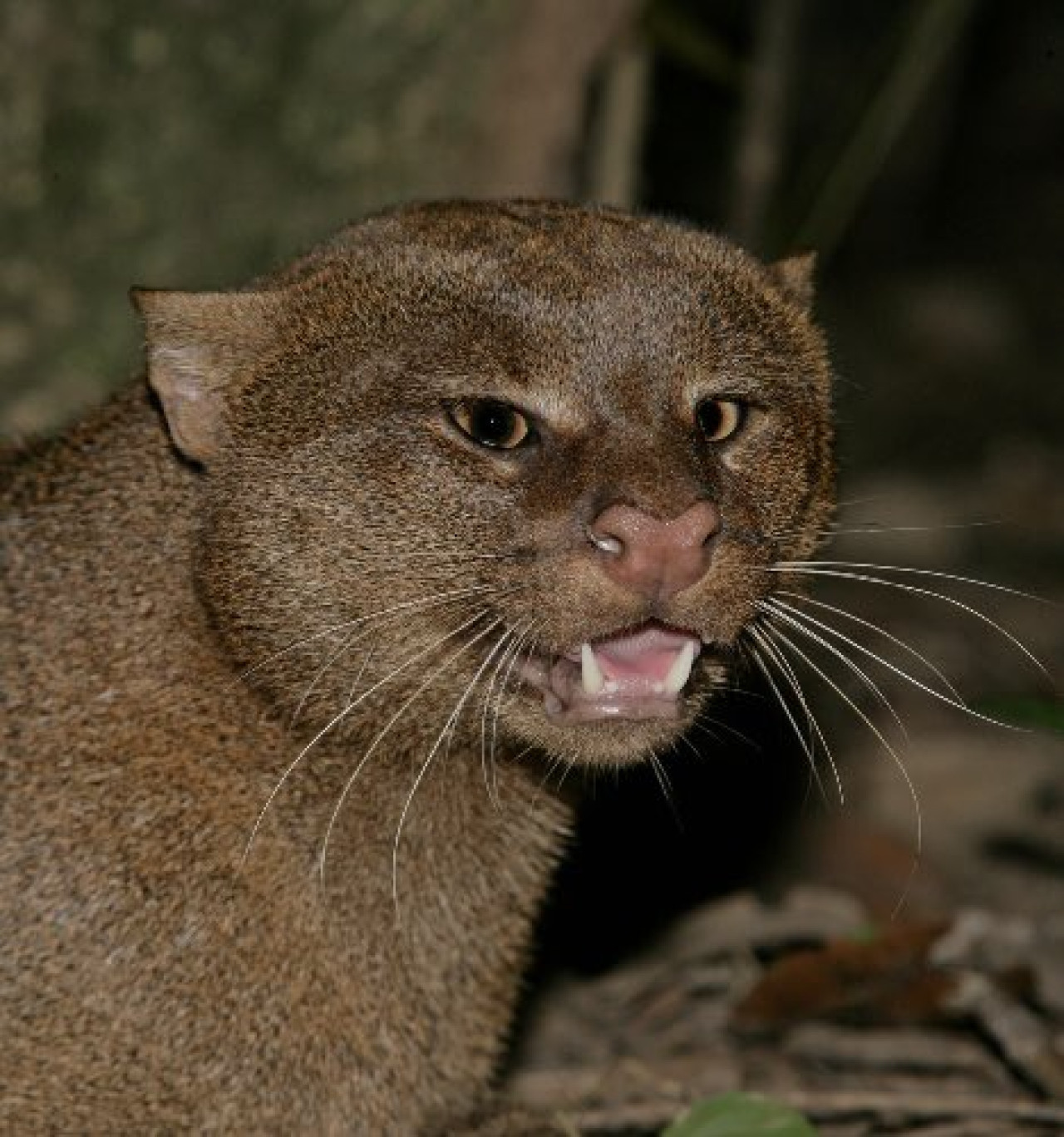 Jaguarundi, felino. Foto X @SalvadoranPride