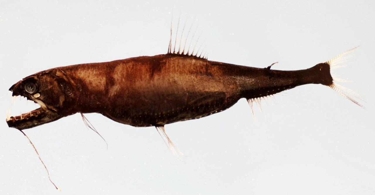 Pez dragón. Foto: Wikipedia.