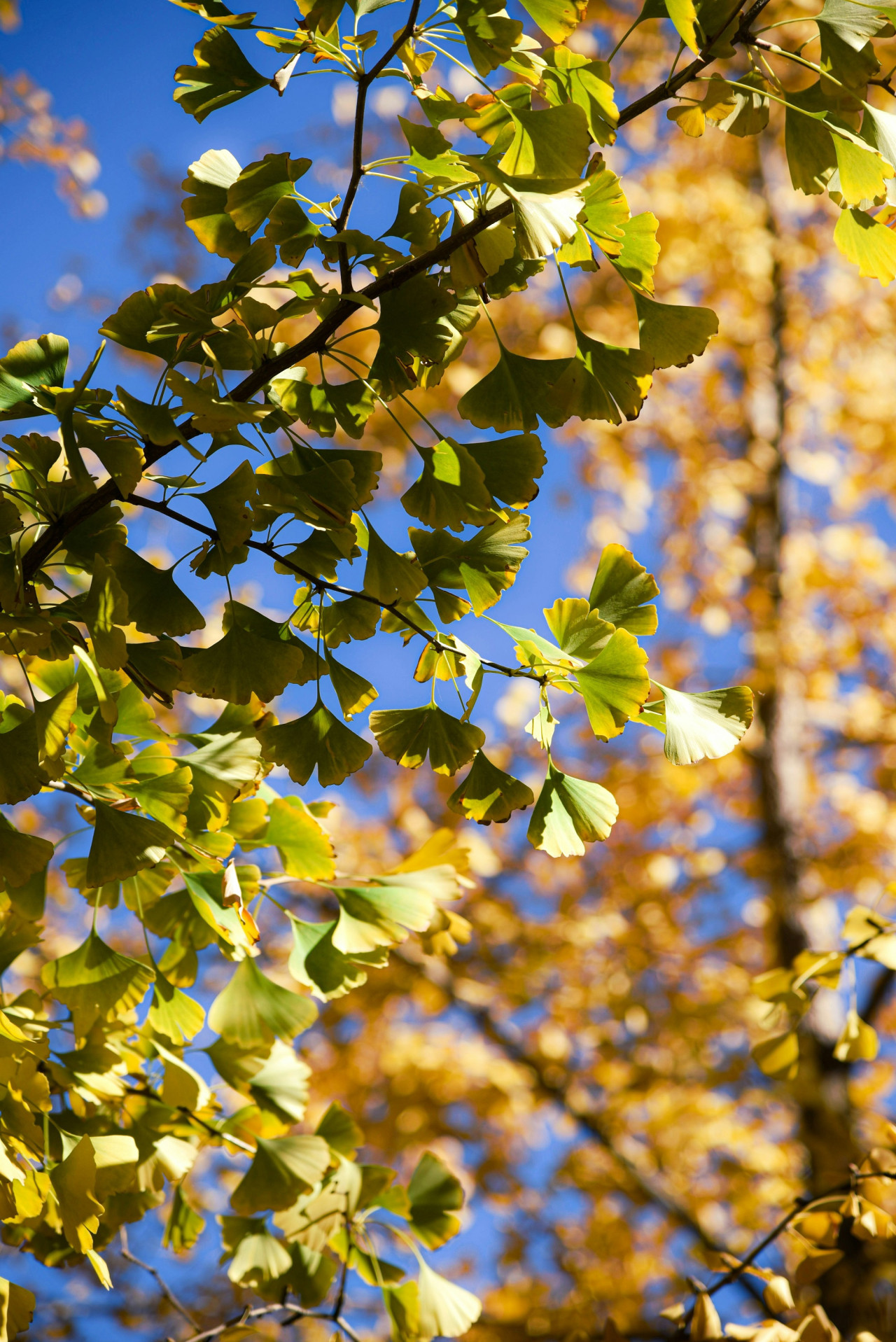 Árbol Ginkgo Biloba. Foto Unsplash